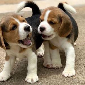 RE.GALO CACHORROS DE BEAGLE MACHO Y HEMBRA