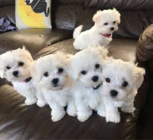 .REGALO CACHORROS DE BICHON MALTES  MACHO Y HEMBRA