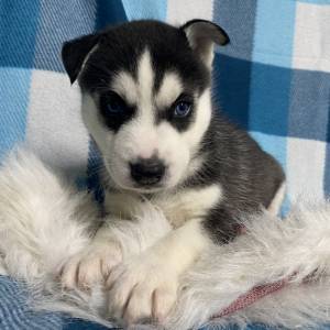 REGALO CACHORROS DE HUSKY S.IBERIANO  MACHO Y HEMBRA ç.