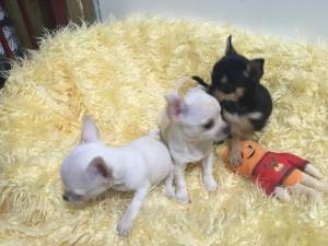 .REGALO CACHORROS DE CHIHUAHUA  MACHO Y HEMBRA  µ==