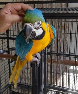 REGALO LOROS GUACAMAYOS MUY LINDOS.µ..