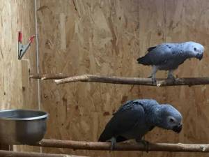 Regalo Preciosos loros Grises Africanos..´´L;´´´