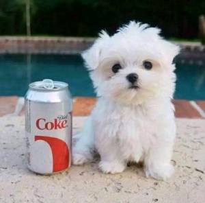 Cachorros maltes machos y hembras,.,..(34)612544733