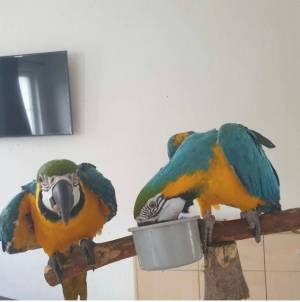 Hermosos guacamayos azules y dorados,,,