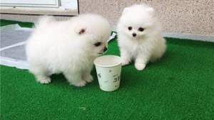 Cachorros pomenerian;. machos y hembras...(34)612544733