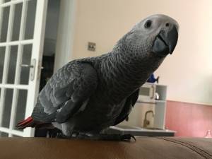 Loro gris africano para adopción ./+++