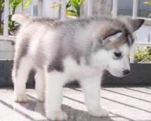 Cachorros husky machos y hembras;;;..(34)612544733