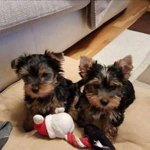 Cachorros Yorkie registrados para adopción,kp