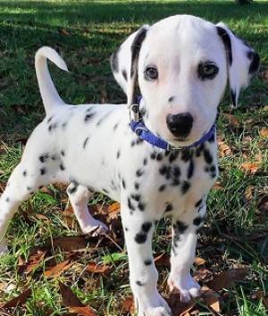 adorable hermoso cachorro dálmata Contácteme solo por w