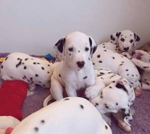 Preciosa cachorro dálmata para adopción