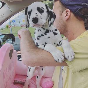 Preciosa cachorro dálmata para adopción
