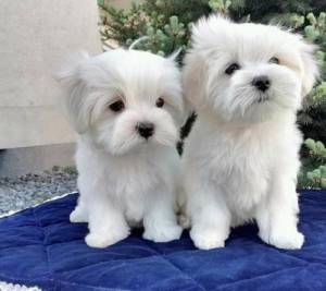 ,Cachorros maltes machos y hembras,,..(34)602005171