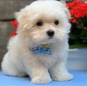 Cachorros chihuhua machos y hembras.;,;;.(34)619064727