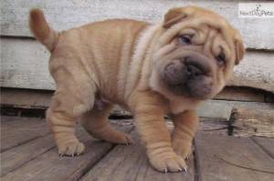 Regalo Cachorros Shar pei...´;