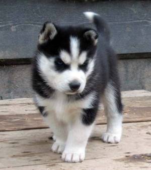 Regalo Cachorros Husky Siberiano