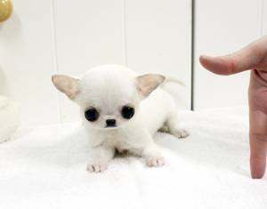 Regalo Cachorros chihuahua