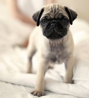 Regalo Cachorros Carlino../