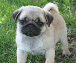 Regalo Cachorros Carlino...,,,;,;l