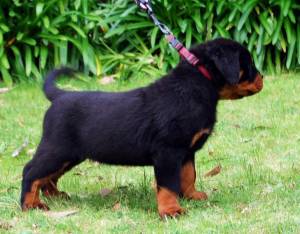 Regalo Cachorros Rottweiler...../
