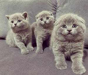 Gatitos scottish fold asequibles disponibles Contactame