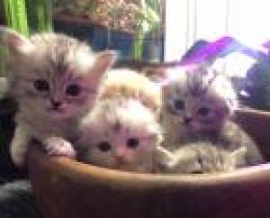 adorables gatitos scottish fold para adopción (regalo)