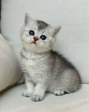 Fantásticos gatitos siameses en adopción gratuita (rega