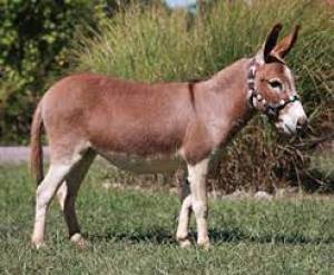 Burros- Cabello ahora en adopcion