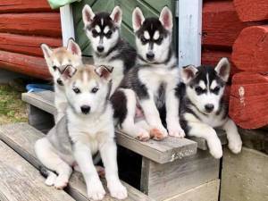 /Cachorros beagle machos y hembras.,;.(34)601569566