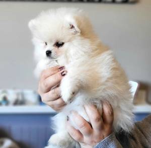 cachorros pomerania regalo mascotas