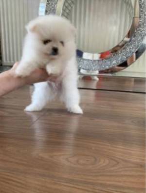 pomerania, cachorros,Tenemos dos cachorros adorables
