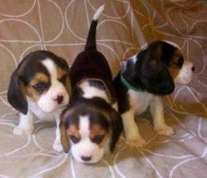 Cachorros beagle machos y hembras.´´;.(34)612544733