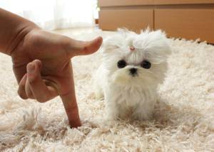 Regalo Bichon  Maltés Para GRATIS..,m.
