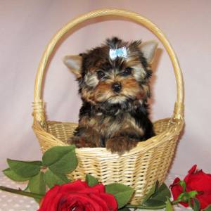 Regalo Yorkshire.  Adopción.;;