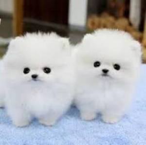Cachorros maltes machos y hembras.,,;´.(34)612544733