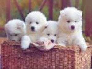 /Cachorros maltes machos´ y hembras..(34)602005171