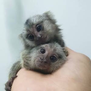 E.ncantadores Monos Tití Disponibles, 604 37 69 71