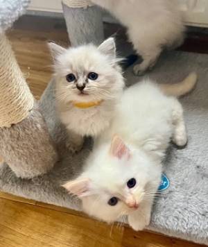 solo dos adorables gatitos ragdoll disponibles para ado