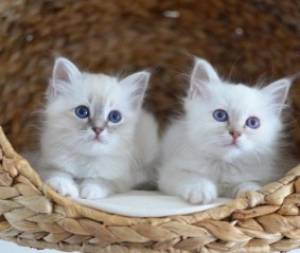 solo dos adorables gatitos ragdoll disponibles Contácta