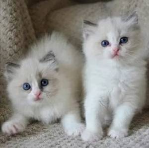 solo dos adorables gatitos ragdoll disponibles Contácta