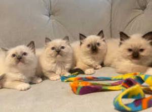 hermoso gatito ragdoll para adopción 212
