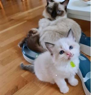 solo dos adorables gatitos ragdoll disponibles Contácta