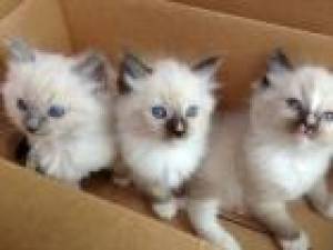 hermoso gatito ragdoll para adopción@9