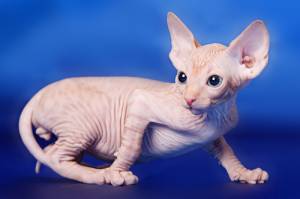 Hermosos Gatitos Sphynx Para Adopción