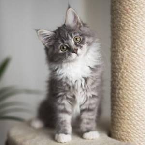 Gatitos Maine Coon disponibles.....;;.;.K