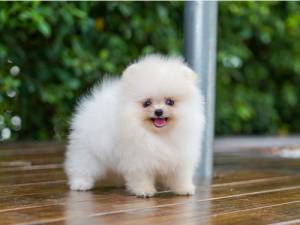 Regalo .Cachorros .Pomerania,,.