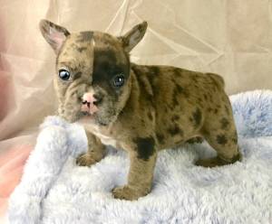 Frenchies adorables dogos