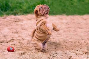 Cachorros Shar Pei En Adopción..´