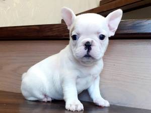 **% Frenchies adorables dogos