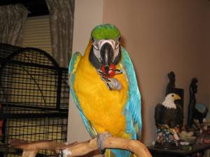 registrado.loros guacamayo *