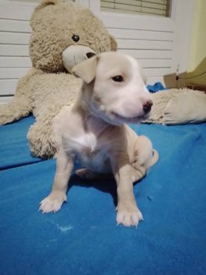 American Stanfford cachorros